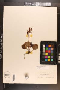 Pyrola americana image