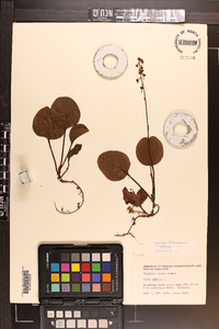 Pyrola americana image