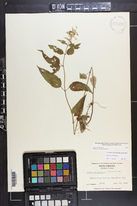 Monarda clinopodia image