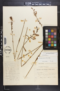 Physostegia purpurea image