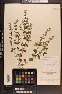 Scutellaria parvula image