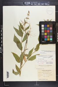 Stachys latidens image