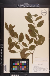 Smilax smallii image