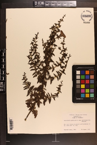 Aureolaria pedicularia image