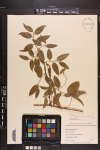 Smilax smallii image