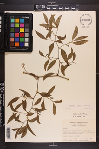 Smilax smallii image