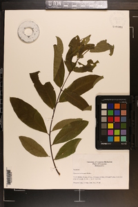 Quercus imbricaria image