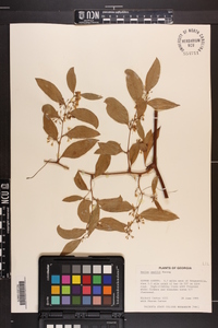 Smilax smallii image