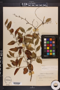 Smilax smallii image