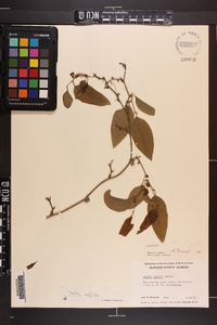 Smilax walteri image