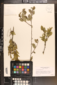 Ilex ambigua image