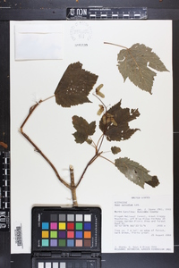 Acer spicatum image