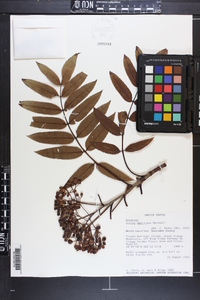 Sorbus americana image