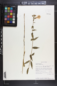 Phlox glaberrima image