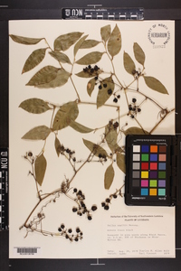 Smilax smallii image