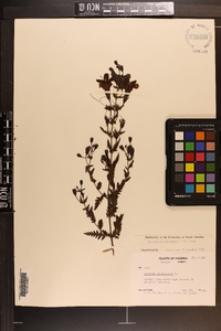 Aureolaria pedicularia image