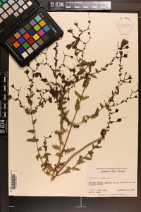 Aureolaria pedicularia image