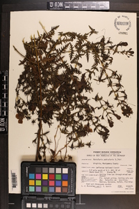 Aureolaria pedicularia image