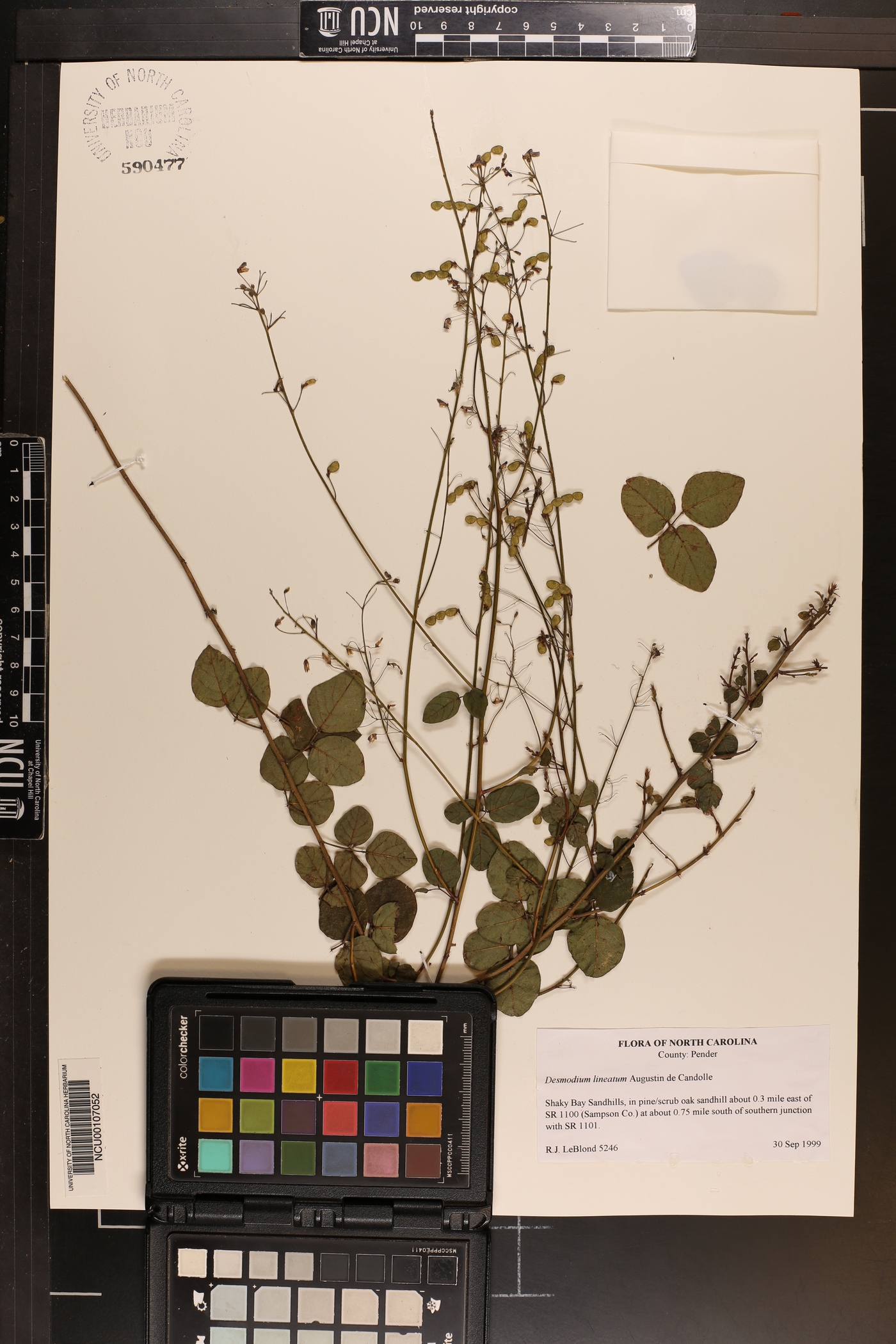 Desmodium lineatum image