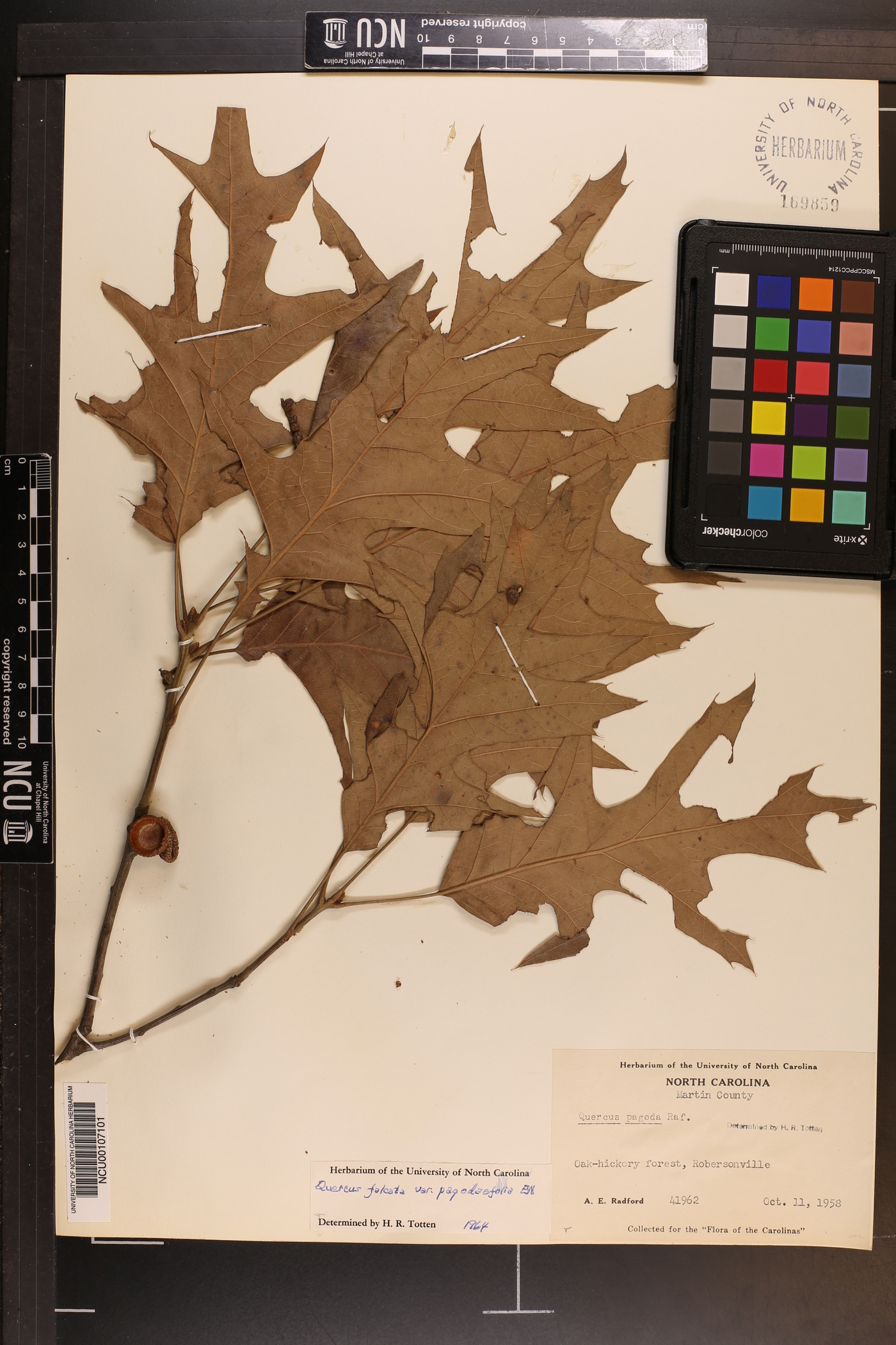 Quercus pagodifolia image