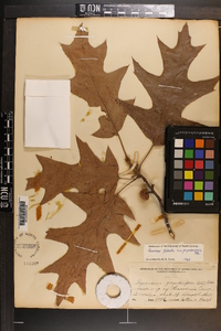 Quercus pagodifolia image