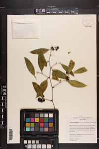 Smilax smallii image