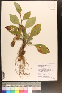 Solidago bicolor image