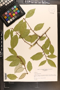 Elaeagnus pungens image