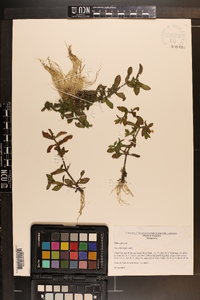 Gratiola virginiana image