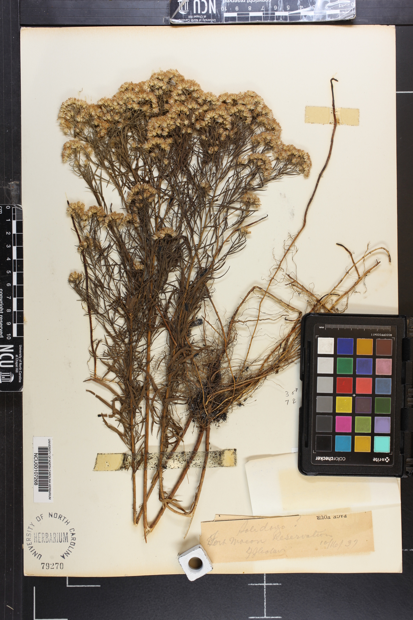 Euthamia floribunda image