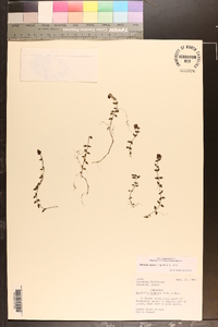 Mitchella undulata image