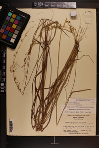 Sorghastrum secundum image