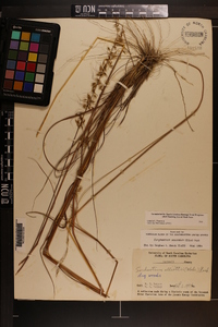 Sorghastrum secundum image