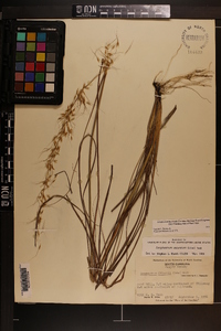 Sorghastrum secundum image