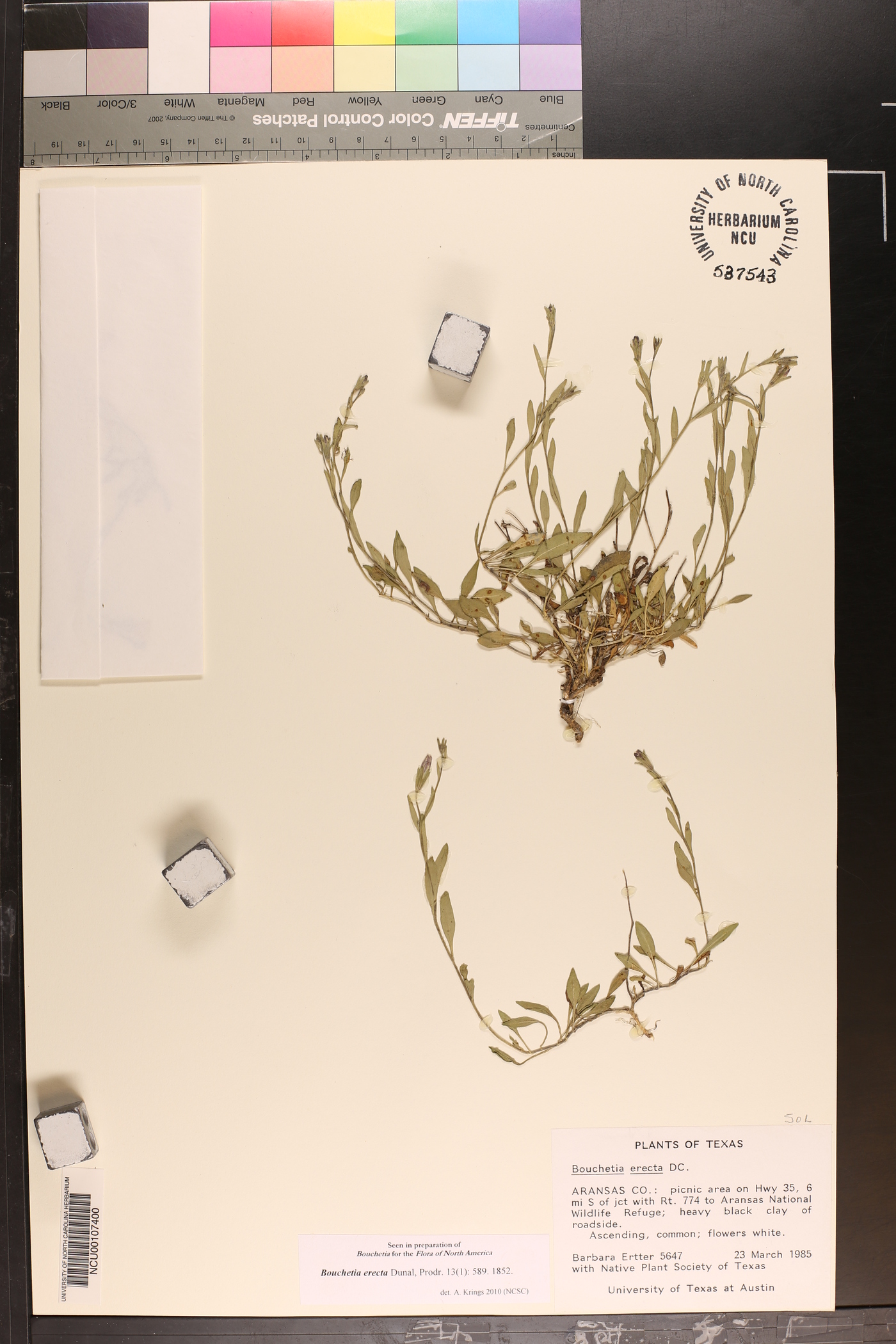 Bouchetia erecta image