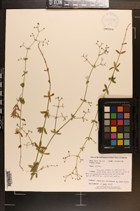 Galium pilosum image