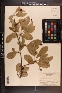 Nyssa sylvatica var. biflora image