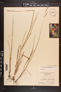 Paspalum plicatulum image