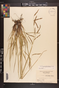 Paspalum plicatulum image