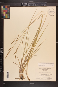 Paspalum plicatulum image