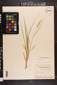 Setaria macrosperma image