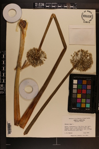 Allium cepa image