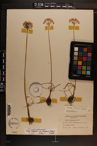 Allium canadense var. mobilense image