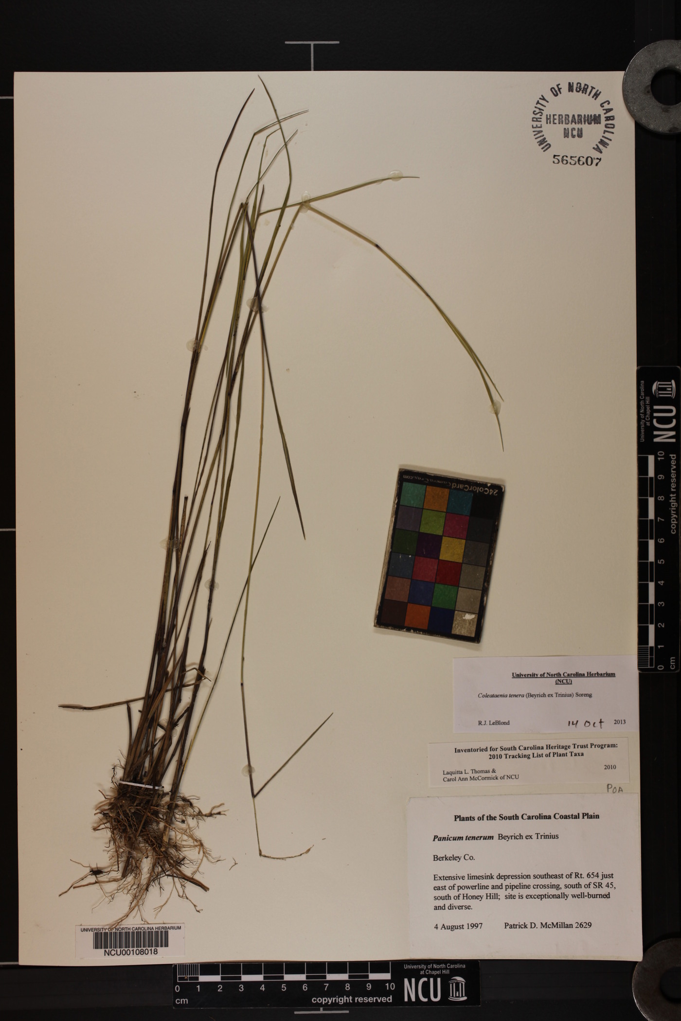 Coleataenia tenera image