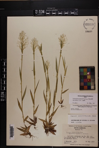 Dichanthelium erectifolium image