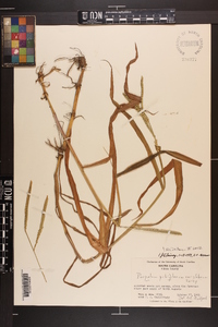 Paspalum pubiflorum image