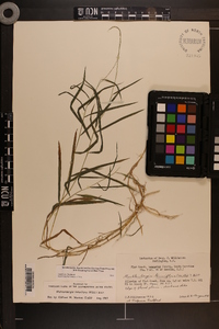 Muhlenbergia tenuiflora image