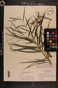 Muhlenbergia tenuiflora image