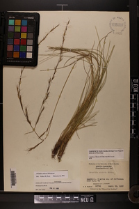 Aristida stricta image