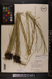 Aristida stricta image